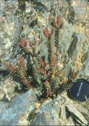 Veronica biggarii. Habit. Von River, Eyre Mts, Southland.
 Image: M.J. Bayly © Te Papa CC-BY-NC 3.0 NZ